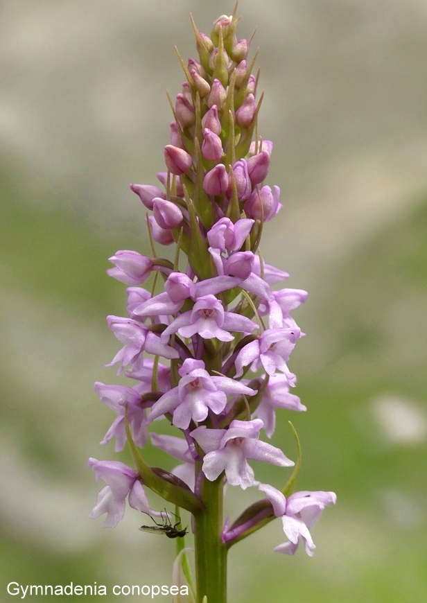 Campo Imperatore, laltopiano e le orchidee  19 giugno 2021.